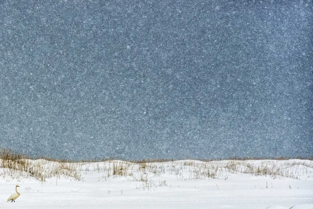 Aurora boreale — National Geographic