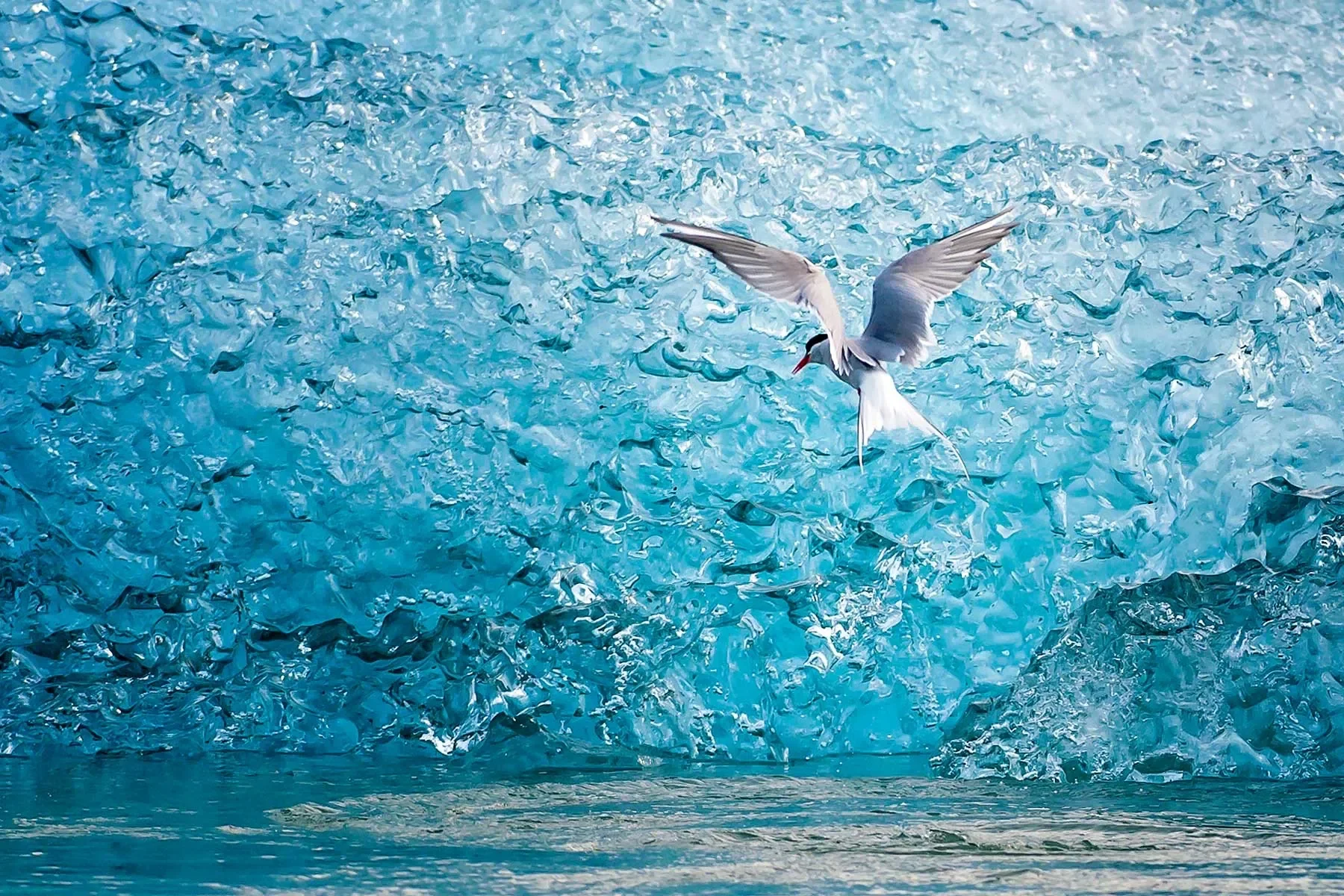 Sterna sul ghiaccio blu